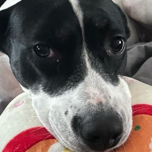 Meet your Posher, Lili